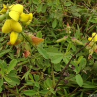 Crotalaria retusa L.